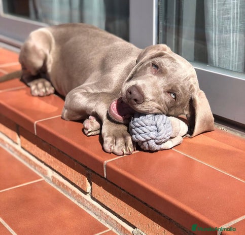 Weimaraner perros - Anuncio 1