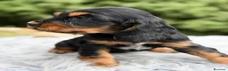 Cocker Spaniel Inglés perros en venta: Cocker inglés de gran calidad  - Anuncio 17