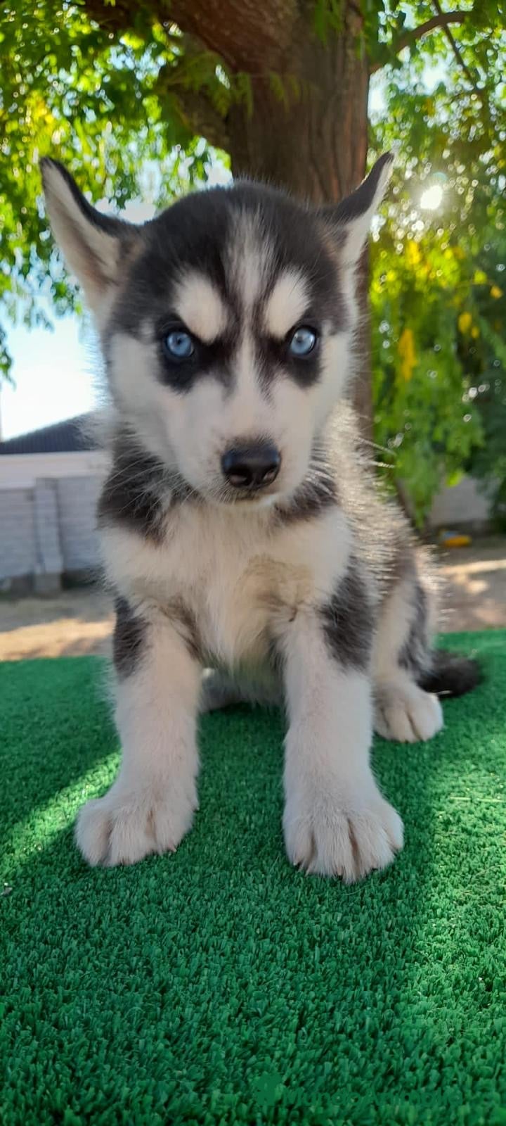 Husky Siberiano perros Cachorros de Husky Siberiano  - Anuncio 13