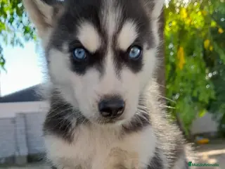 Husky Siberiano perros Cachorros de Husky Siberiano - Anuncio 9