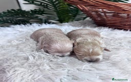 Maltipoo perros en venta: MALTIPOO  - Anuncio 6