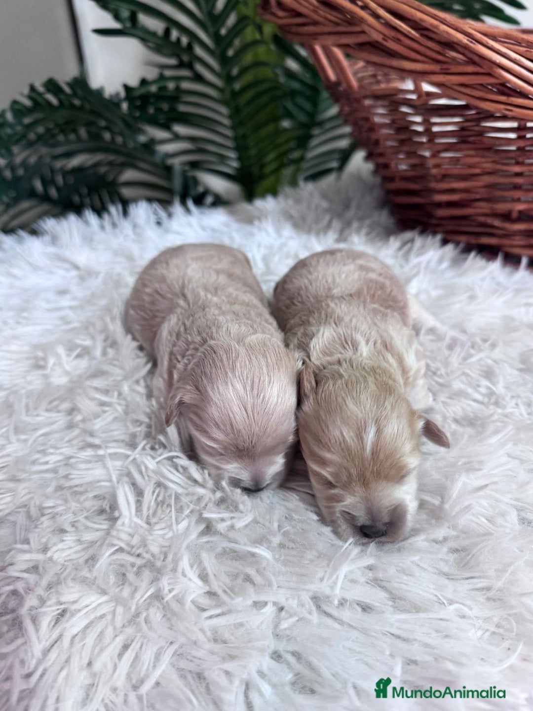 Maltipoo perros en venta: MALTIPOO  - Anuncio 6