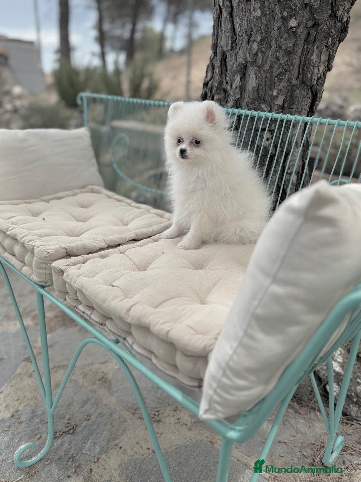 Pomerania perros Pomerania Hembra lista para entregar  - Anuncio 2