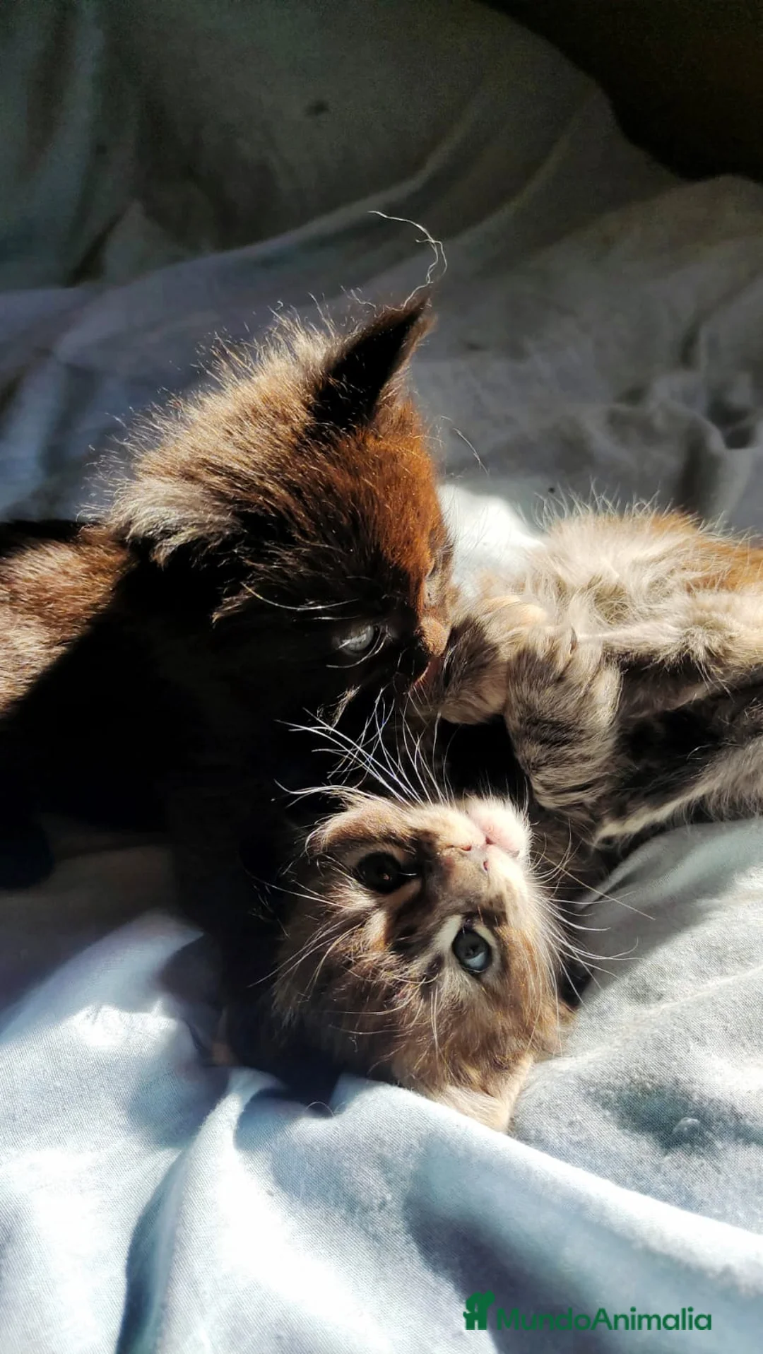 Maine Coon gatos en venta: Juguetones Mainecoon negros y tabby en Madrid - Anuncio 4