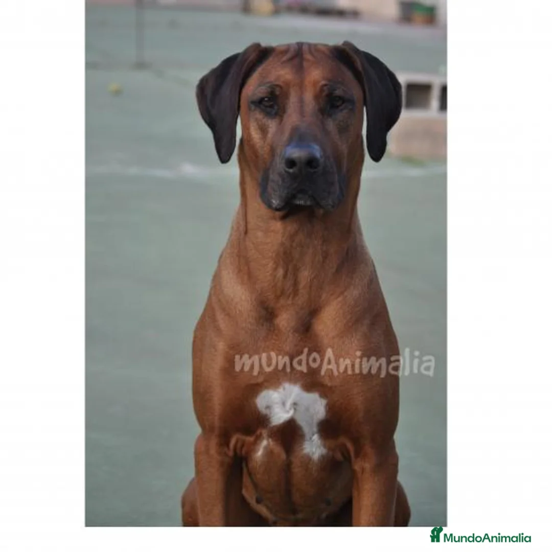 Imagen de galería {{count}}