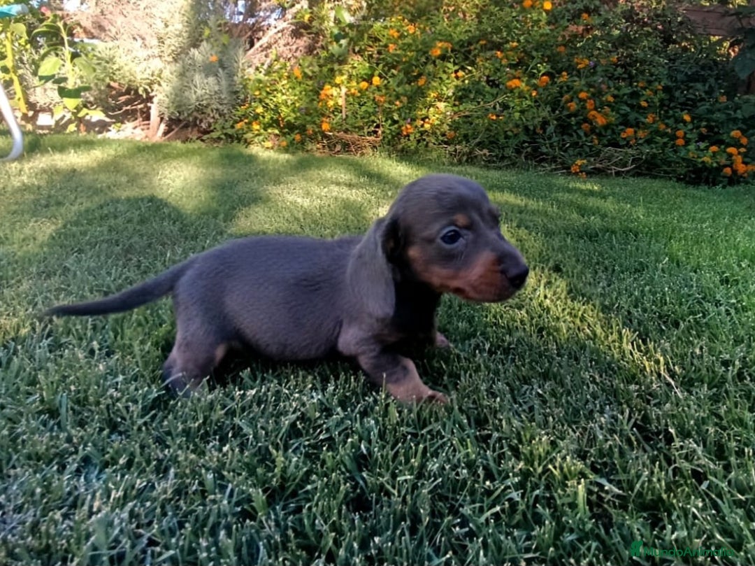 Teckel perros en venta: Teckel Hembra Blue - Imagen 1