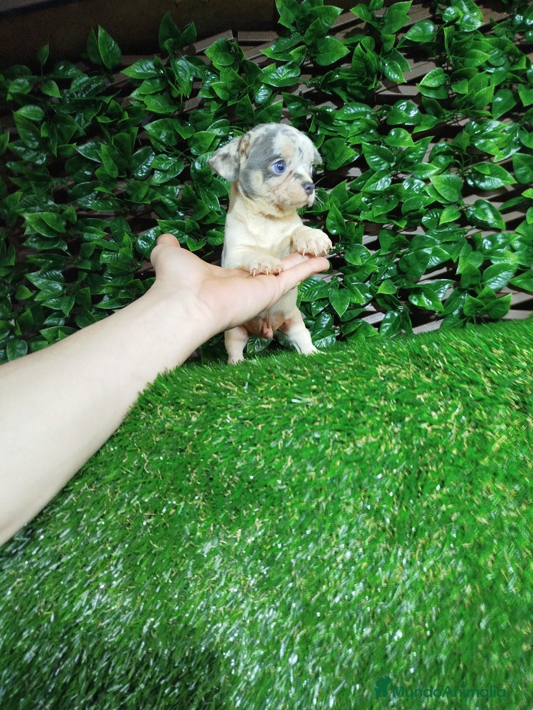 Chihuahua perros en venta: Chihuahuas toy  - Anuncio 4