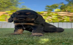 Cocker Spaniel Inglés perros en venta: COCKER SPANIEL INGLES - Imagen 5