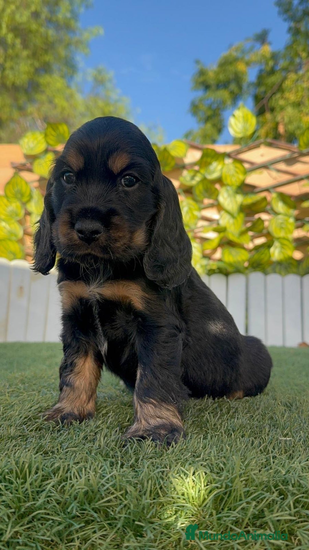 Cocker Spaniel Inglés perros en venta: COCKER SPANIEL INGLES - Imagen 5
