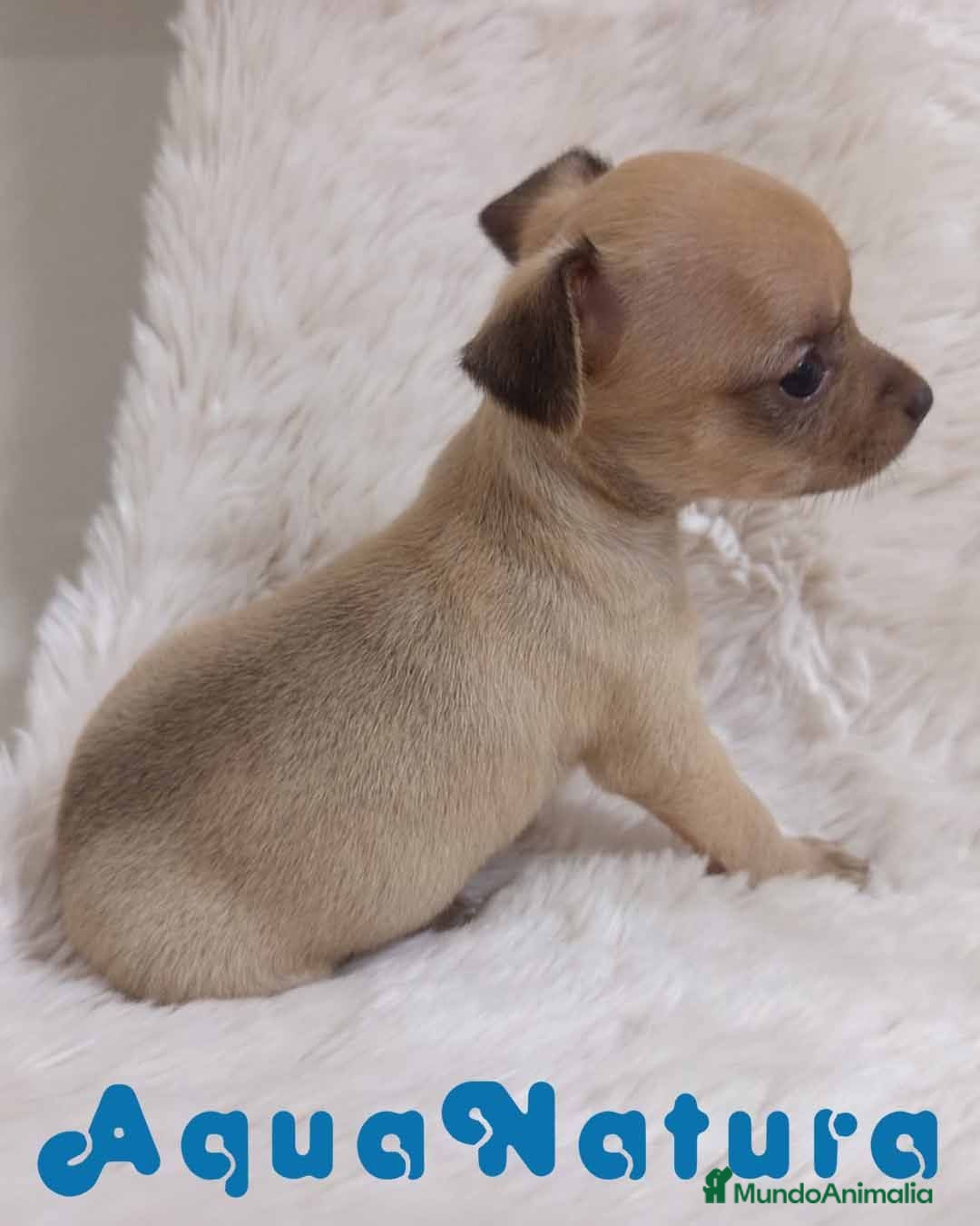 Chihuahua perros Chihuahua Hembra 1 de Gaga y Choc AQUANATURA - Anuncio 1