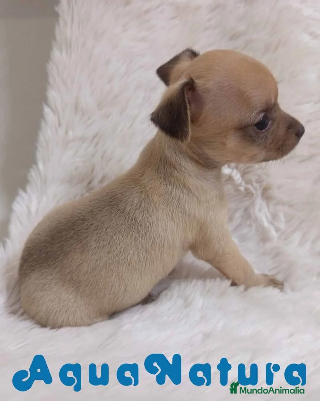 Chihuahua perros en venta: Chihuahua Hembra 1 de Gaga y Choc AQUANATURA - Anuncio 1