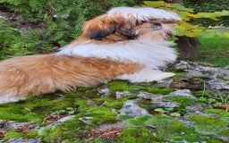 Shih Tzu perros en venta: Shih Tzu de 5 meses disponible !! - Imagen 4