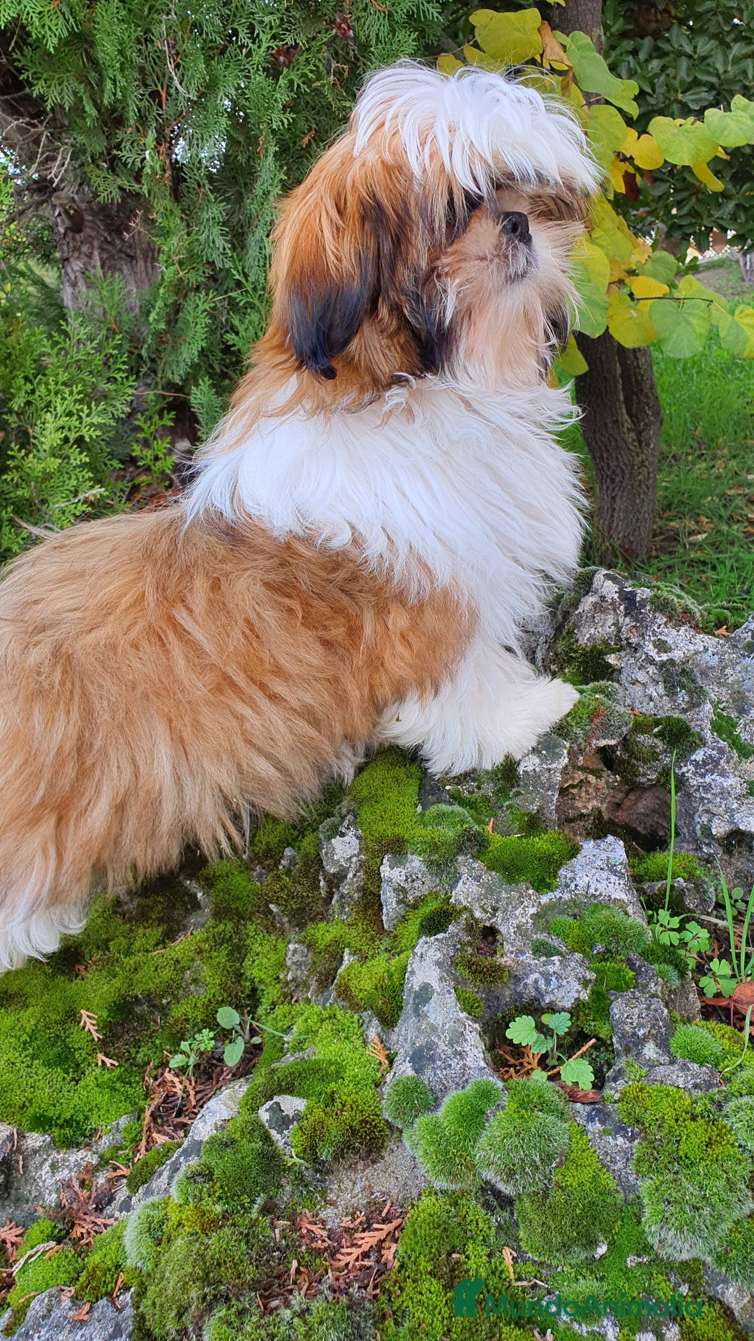 Shih Tzu perros en venta: Shih Tzu de 5 meses disponible !! - Imagen 4
