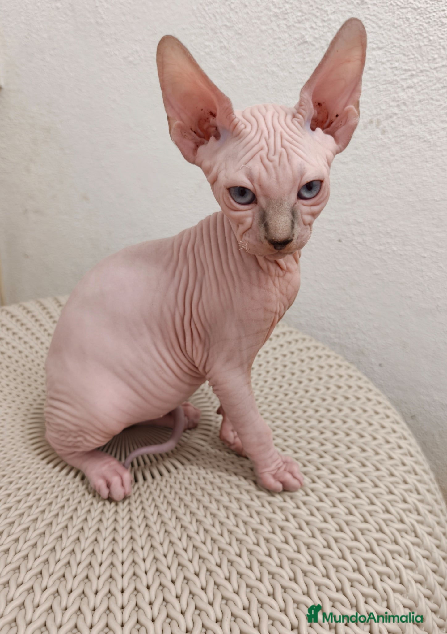 Sphynx gatos Preciosos machitos ojos azules  - Anuncio 1