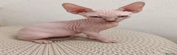 Sphynx gatos en venta: Preciosos machitos ojos azules  - Anuncio 1