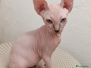 Sphynx gatos Preciosos machitos ojos azules - Anuncio 1