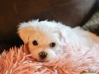 Bichón Maltés perros en Barcelona - Anuncio 20