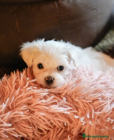 Bichón Maltés perros en Barcelona - Anuncio 20