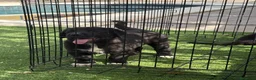 Pastor de Asia Central perros en venta: Cachorras de Alabai  - Anuncio 7