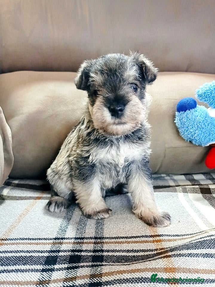Schnauzer Miniatura perros Schnauzer miniatura sal y pimienta 😍🐾❤️ - Anuncio 7