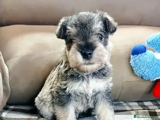 Schnauzer Miniatura perros Schnauzer miniatura sal y pimienta 😍🐾❤️ - Anuncio 7