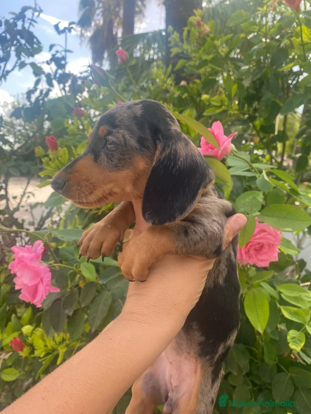 Teckel Miniatura perros en venta:  TECKEL MINI . Arlequin y negro fuego(601144783) - Anuncio 1