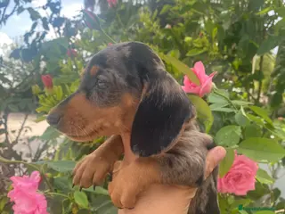 Teckel Miniatura perros TECKEL MINI . Arlequin y negro fuego(601144783) - Anuncio 33