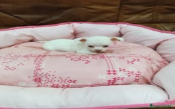 Chihuahua perros en venta: CHIHUAHUA TOY - Imagen 6