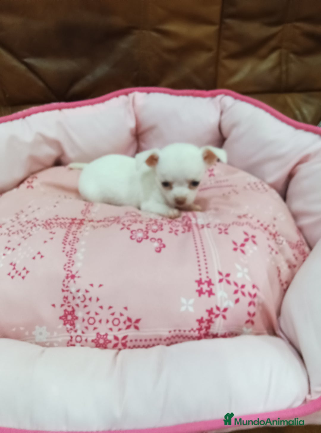 Chihuahua perros en venta: CHIHUAHUA TOY - Imagen 6
