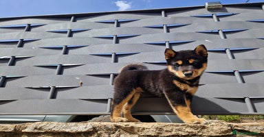 Shiba Inu perros - Anuncio 9