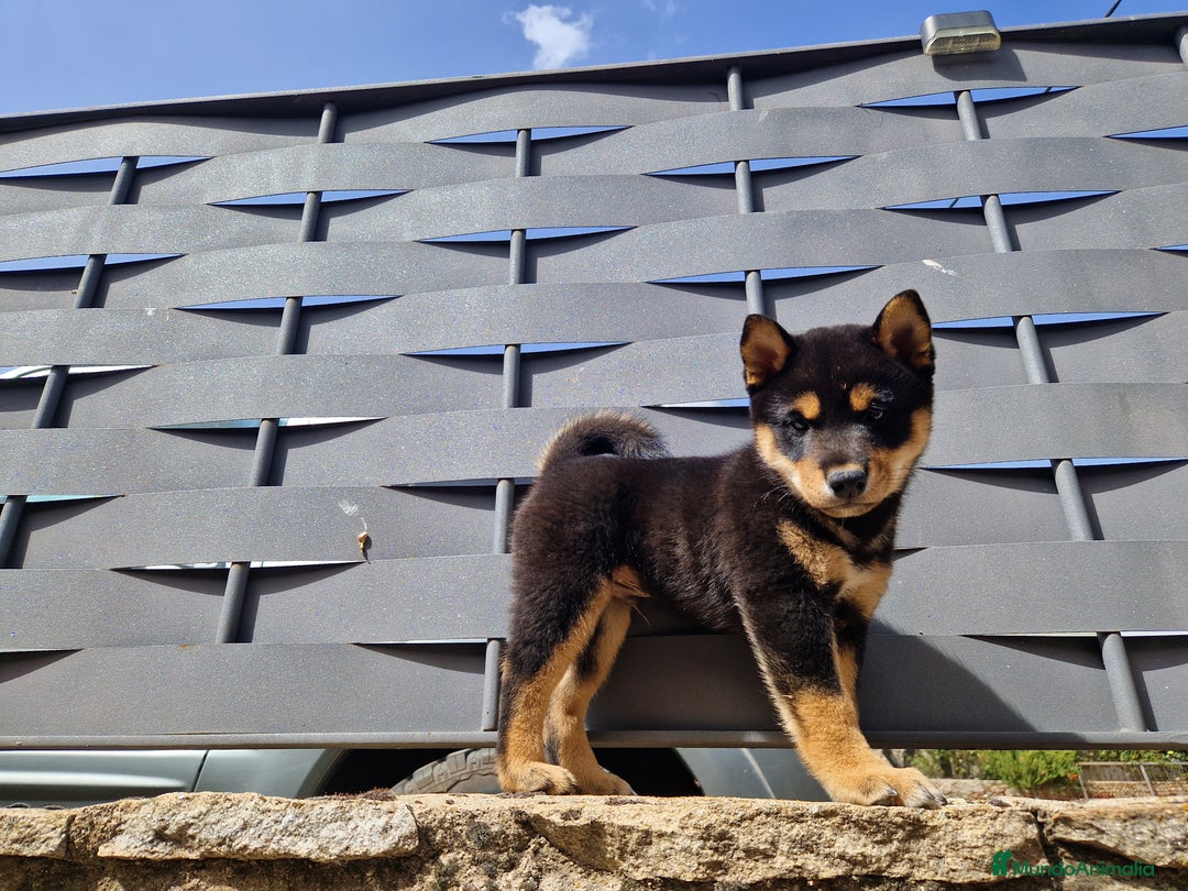 Shiba Inu perros en venta: Shiba Inu en Ávila - Imagen 2