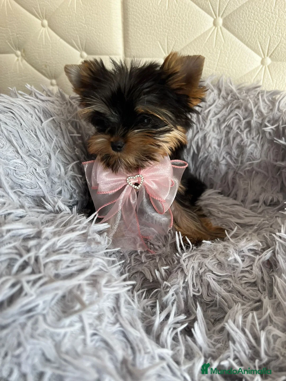 Yorkshire Terrier perros en venta: Yorkshire preciosos en Barcelona - Anuncio 6