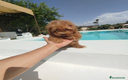 Maltipoo perros en venta: Maltipoo  - Imagen 4