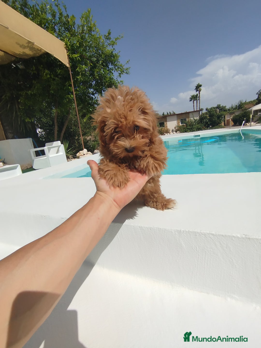 Maltipoo perros en venta: Maltipoo  - Imagen 4