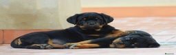 Rottweiler perros en venta: Rottvale kennel criadero desde el año 2012 en Valencia - Anuncio 3