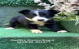 Border Collie perros en venta: Border Collie - Imagen 37
