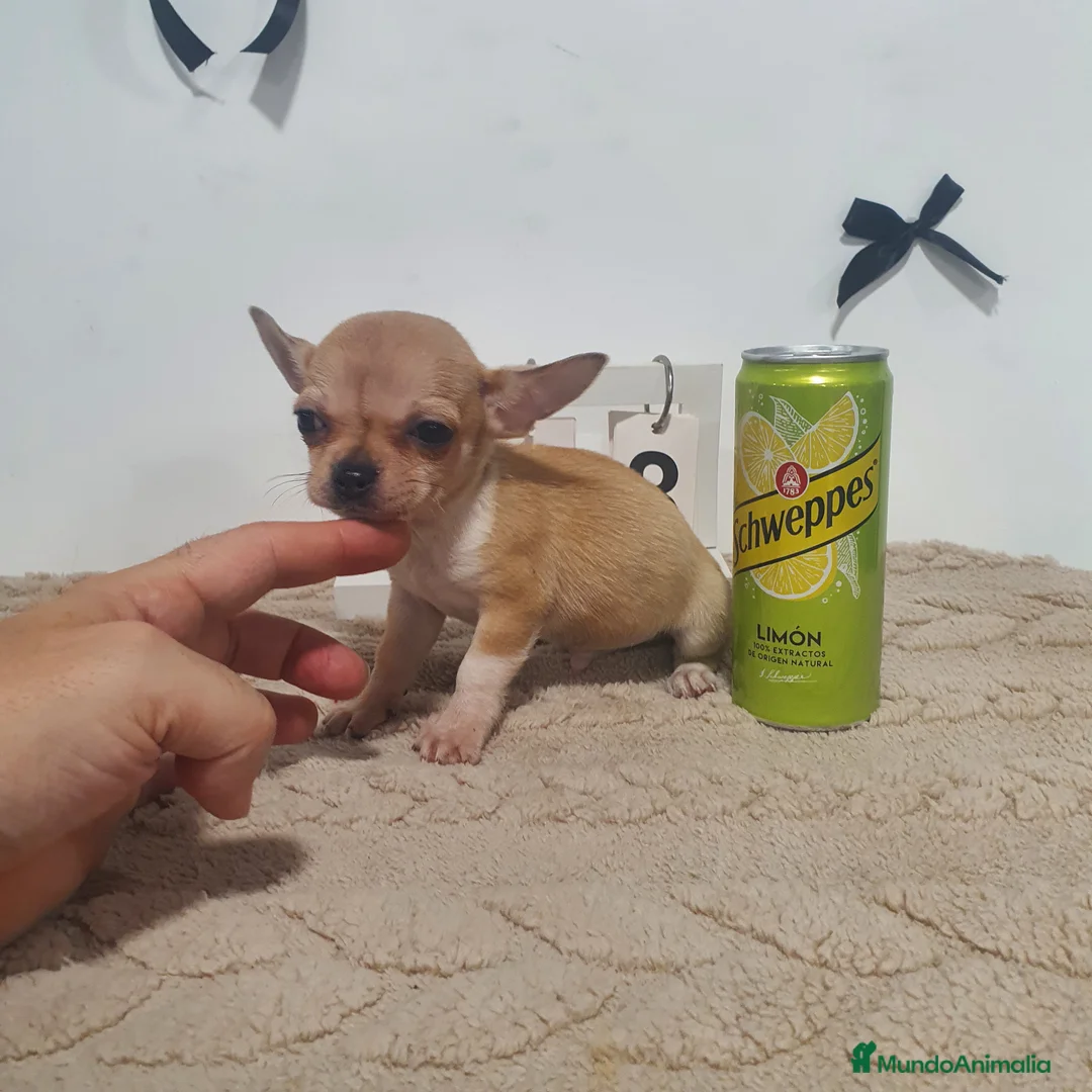 Chihuahua perros en venta: Chihuahua miniatura  - Anuncio 3