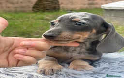 Teckel Miniatura perros en venta: TECKEL MINATURA ISABELLA - Imagen 4