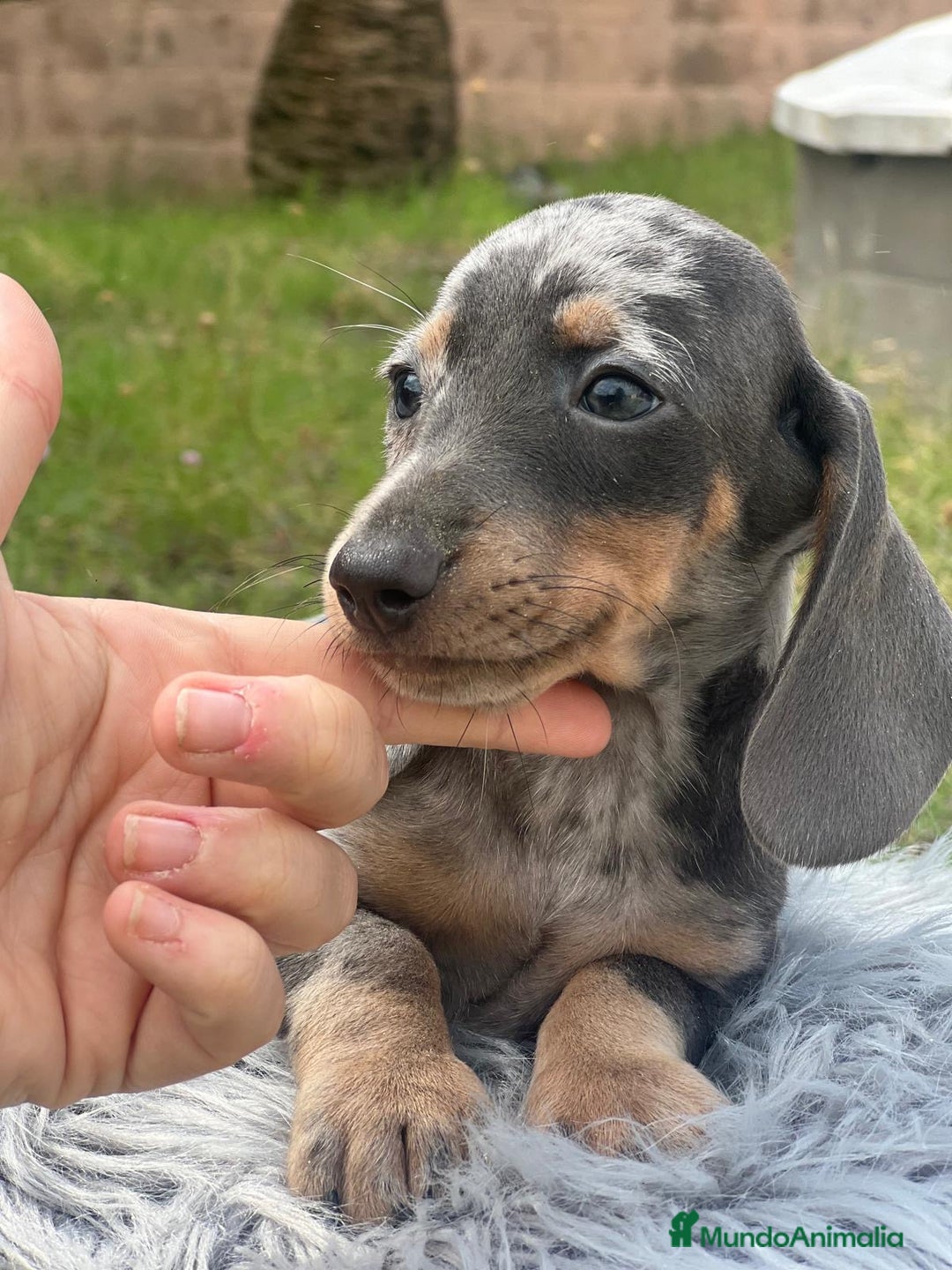 Teckel Miniatura perros en venta: TECKEL MINATURA ISABELLA - Imagen 4