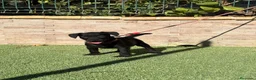 Jack Russell Terrier perros en venta: Cachorros Patterdale terrier  - Anuncio 3