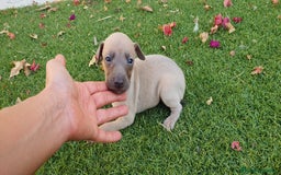 Pequeño Lebrel Italiano perros en venta: Galgo Enano Piccolo machitos - Imagen 1