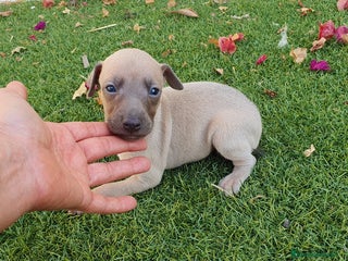 Pequeño Lebrel Italiano perros - Anuncio 29