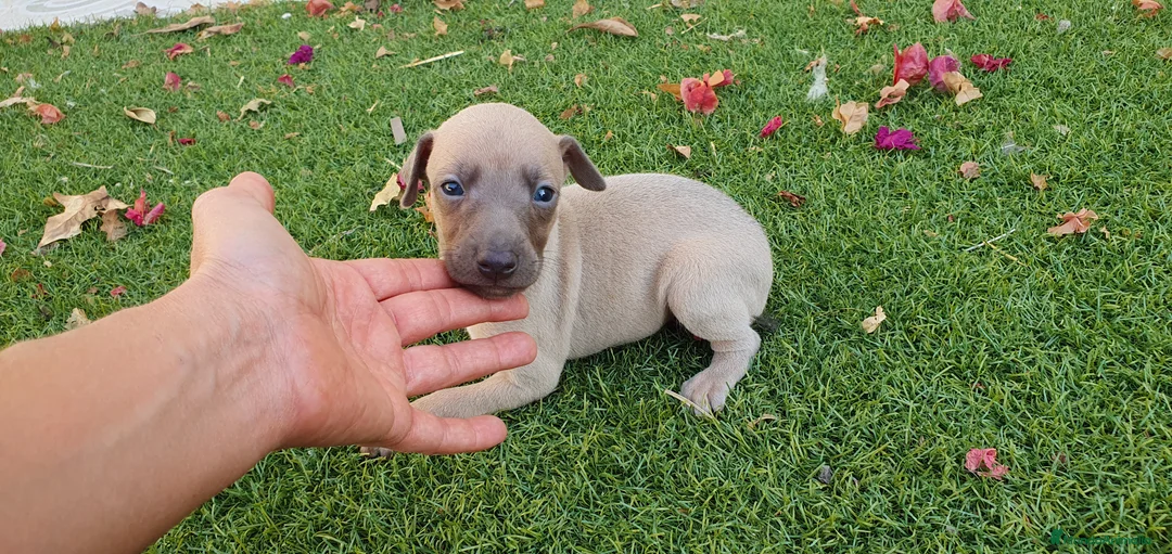 Pequeño Lebrel Italiano perros en venta: Galgo Enano Piccolo machitos - Anuncio 4