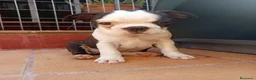 Boston Terrier perros en venta: Boston Terrier  - Anuncio 5