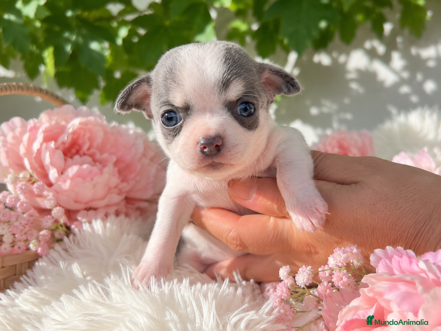 Chihuahua perros CHIHUAHUA HEMBRA, BLUE Y BLANCA 🐾 - Anuncio 2