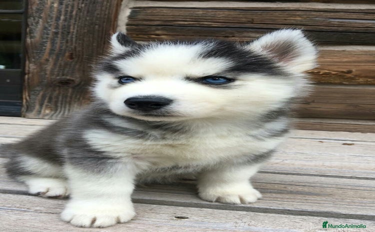 Husky Siberiano perros CARIÑOSOS CACHORROS DE HUSKY SIBERIANOS  - Anuncio 1