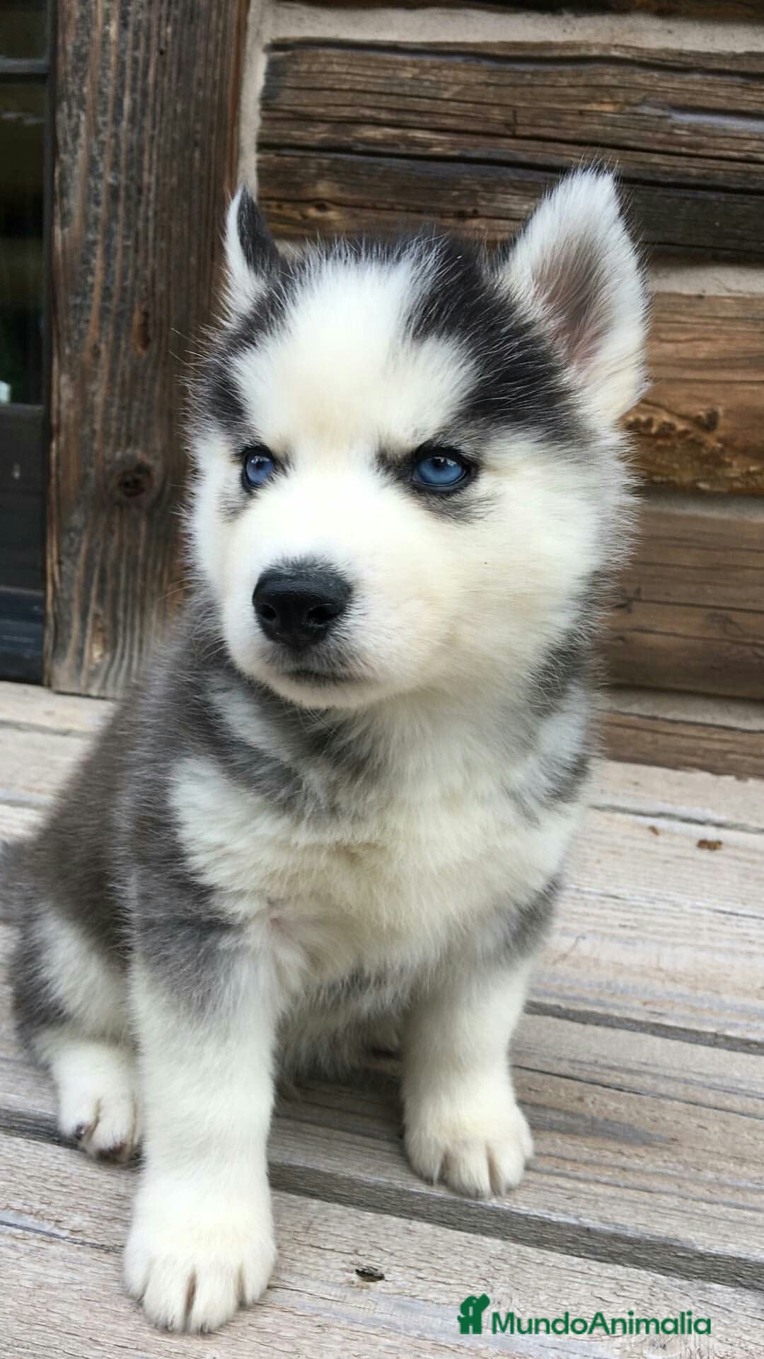 Husky Siberiano perros en venta: CARIÑOSOS CACHORROS DE HUSKY SIBERIANOS  - Anuncio 1
