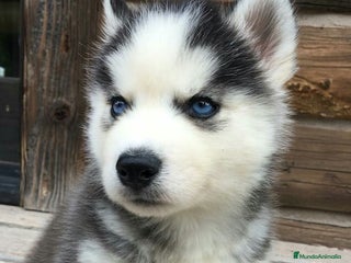 Husky Siberiano perros CARIÑOSOS CACHORROS DE HUSKY SIBERIANOS - Anuncio 1