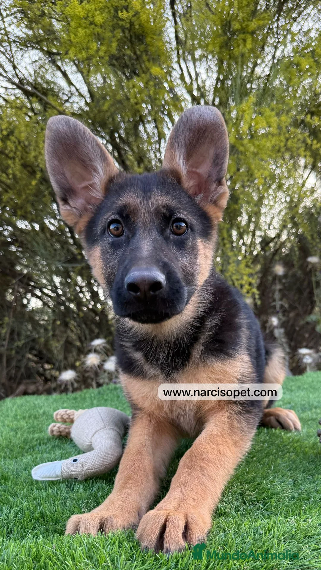 Pastor Alemán perros en venta: PASTOR ALEMAN BEBE - Anuncio 6