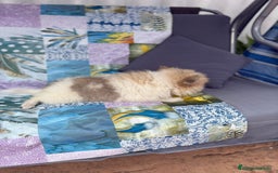 Pomerania perros en venta: Preciosa pomerania hembra - Imagen 9